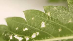 Spider mites on indoor plants usually come from other live plants. Tetranychus Urticae Control How To Kill Spider Mites