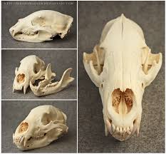 Black Bear Skull By Seriousbadger Deviantart Com On