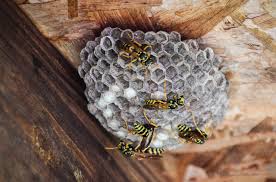 B & b pest control has serviced over 1,000 homes for termites the past 30 years. Your Guide To Stinging Insect Nests Vulcan Termite Pest Control