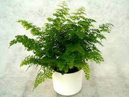 Jenis tanaman hias daun suplir. 6 Cara Menanam Tanaman Hias Daun Suplir Yang Baik Dan Benar