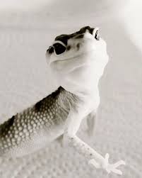 Smile Happy Gecko Snow Leopard Gecko Reptile Pet Lizard Reptile Wall Decor Gecko Photogr Pet Lizards Cute Reptiles Cute Lizard