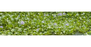 Image result for Hyparrhenia nyassae