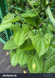 Image result for Dioscorea schimperiana