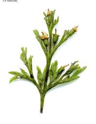 Image result for Crepidomanes