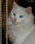 Turkish Angora - Wikipedia