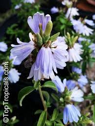 Image result for Sclerochiton