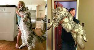 Pin On Cats