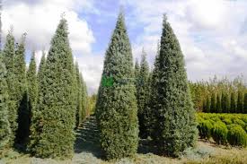 Image result for Cupressaceae