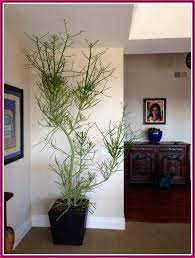 Pin On Indoor Garden Ideas