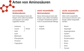 Aminosäuren und proteine leicht und verständlich erklärt inkl. Aminosauren Ratgeber Infos Auf Einen Blick Altmark Apotheke Stendal