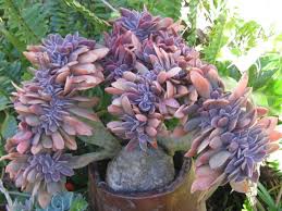 Check spelling or type a new query. Succulents Cacti Graptoveria Fred Ives Cristata Succulent Plant Home Living