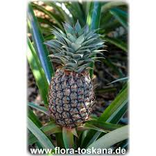 Ananas Comosus Ananas Pflanze Flora Toskana