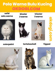Cara melebatkan bulu kucing selanjutnya adalah dengan memandikannya setidaknya dua kali dalam satu bulan. Ragam Pola Warna Bulu Kucing Lengkap