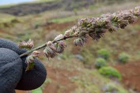 Image result for Mesosphaerum pectinatum