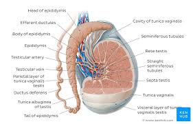 Setiap organ pernapasan dan fungsi dari organ tersebut mempunyai peran besar dalam tubuh. Fungsi Epididimis Pada Reproduksi Pria Repro Note