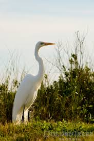 Water Birds Of North Georgia Wildlife Nature Wildlife Nature Coastal Birds St Simons Island