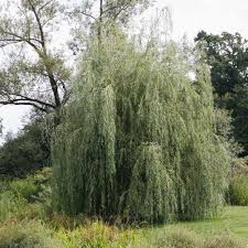 We did not find results for: 12 Common Species Of Willow Trees And Shrubs