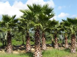 Image result for Washingtonia