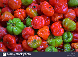 Bell peppers are traditional as well, and much easier to find. Aja Dulce