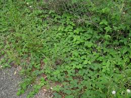 Image result for Macroptilium atropurpureum