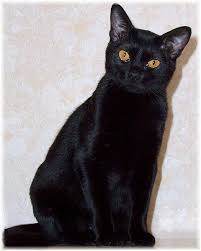 Bombay Cat Black American Shorthair Cat Bombay Cat Info Burmese Cat Bombay Cat Cat Breeds