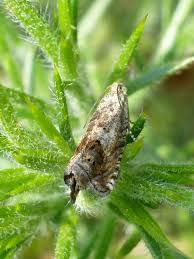 Image result for Cydia splendana