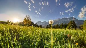 Alfred sommer (born 1943), american academic. Sommer Urlaub Tirol Lodge Hotel Ellmau Wilder Kaiser Tirol