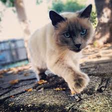 A burmese's legs should be in proportion with the size of the body, and the paws are round with five toes on the front paws and four toes on the back paws. 7 Amazing Facts About Polydactyl Cats