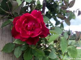 Buy rose tree and get the best deals at the lowest prices on ebay! Red Roses Names Varieties Meaning And Symbolism Florgeous