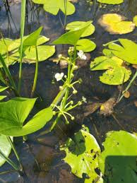 Image result for Limnophyton obtusifolium