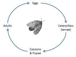 Gypsy Moth Biology Province Of British Columbia