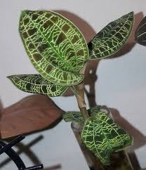 Image result for Peddiea orophila