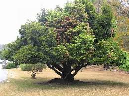 Image result for Diospyros abyssinica