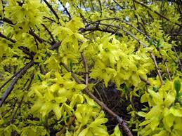 Centrip japan has selected a series of sakura which blooms late in central japan. Where To Find Flowers In Central Park In April Wanderwisdom