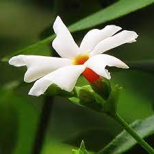 Check spelling or type a new query. Popular Flowers Name In Telugu India Gardening