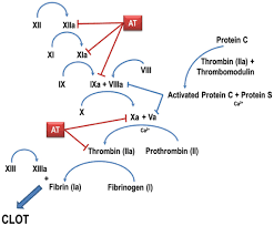 Image result for Protein C Deficiency