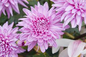 Pin On Chrysanthemums