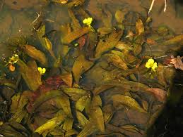 Image result for Ottelia ulvifolia