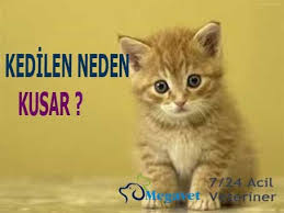 Maltepe Veteriner Acil 7 24 Acik 0216 305 3508