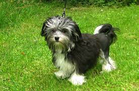 Outstanding addition to your family home. Lowchen Dog Breed Information And Pictures Petguide