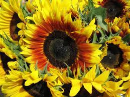 Sunflower Helianthus Annuus Plant Care Guide Growing Sunflowers Plant Care Annual Plants