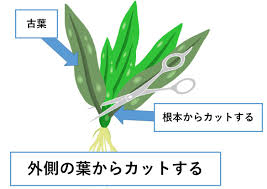 アマゾンソードの育て方 Aquarium Library