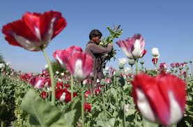Résultat de recherche d'images pour "afghan poppy fields"