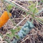 Image result for Kedrostis leloja