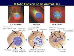Check spelling or type a new query. The Cell Cycle And How Cells Divide Phases