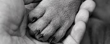 Everyone experiences grief differently and may go through periods of feeling different emotions such as should i get another pet? Pet Loss A Particular Grief First Published By Pesi Uk See Link Below Ken Dolan Del Vecchio