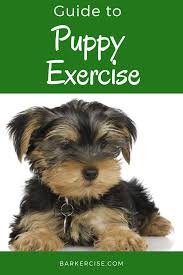 When it comes to how long potty training takes, it depends on the puppy and the schedule you keep, says dr. Puppy Exercise Guide Yorkie Puppies Yorkie Training
