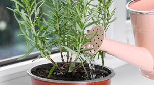 Image result for rosemary container