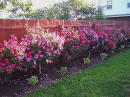 47 Amazing Rose Garden Ideas On This Year Matchness Com Rose Garden Landscape Backyard Landscaping Designs Backyard Landscaping