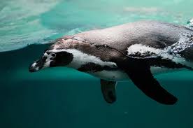 How long can a whale stay underwater? Where To See Penguins Of The World Animals Around The Globe
